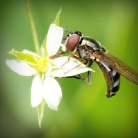 /album/liavihamqui1976/photolia-a02-jpg/