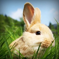 /album/liavihamqui1976/photolia-a03-jpg/