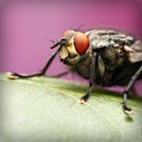 /album/liavihamqui1976/photolia-a08-jpg/